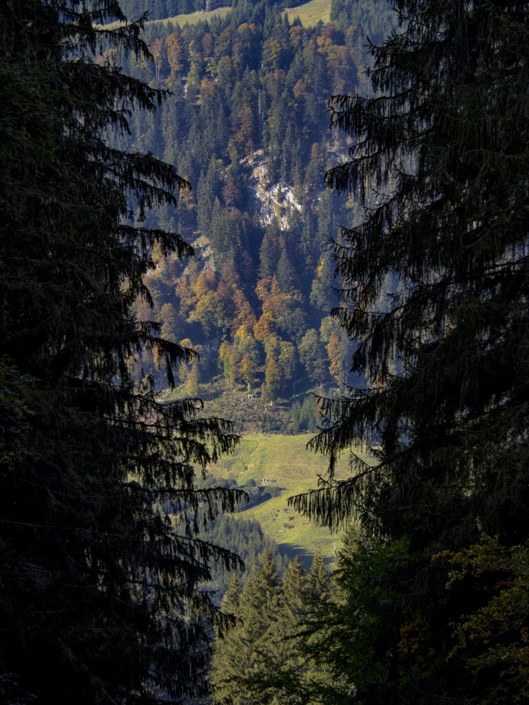 Skóglendi, fjöll og dalir
