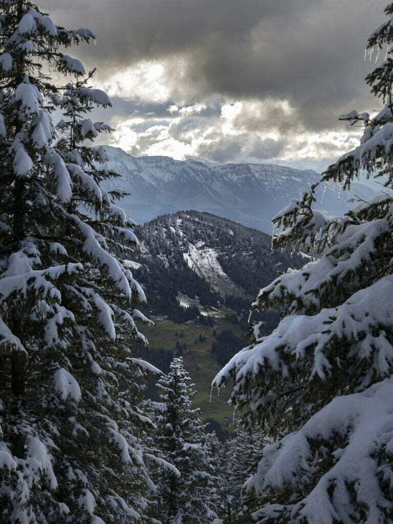 Tré, holt og hæðir og snjór